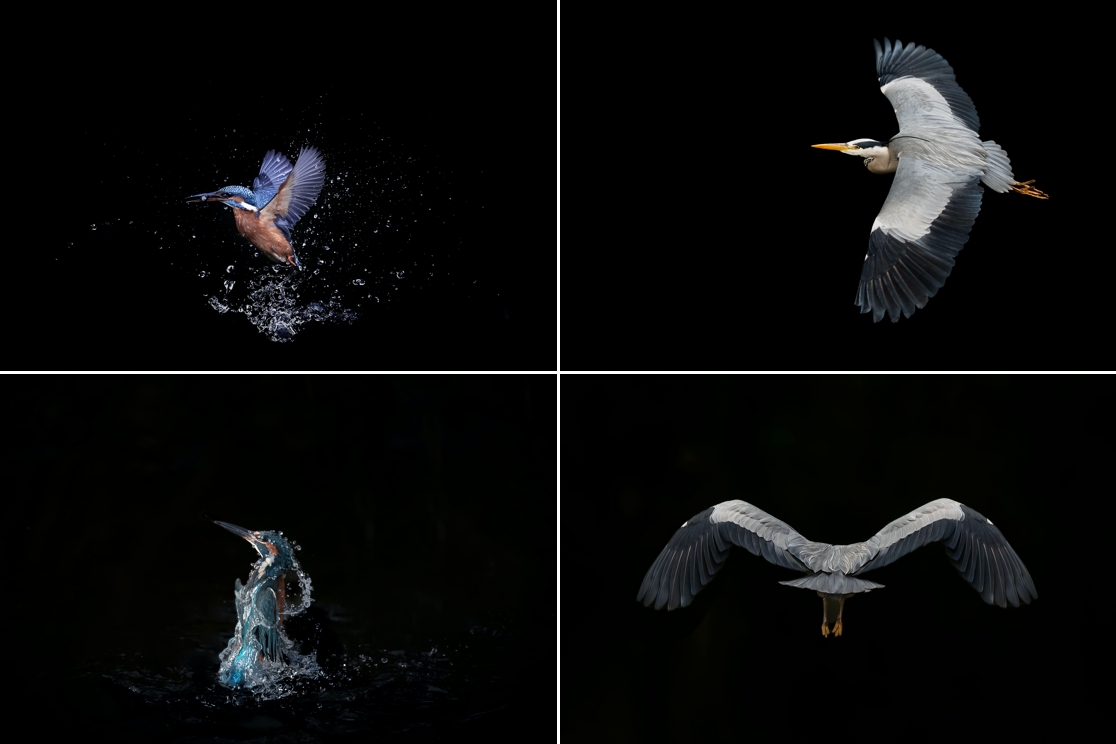 birds in flight the open creative photography by Tara Keane featuring a heron and kingfisher