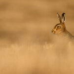 Tara Keane wildlife photographer Irland