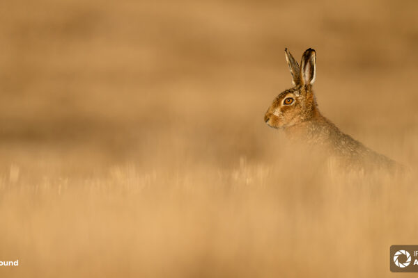 Tara Keane wildlife photographer Irland