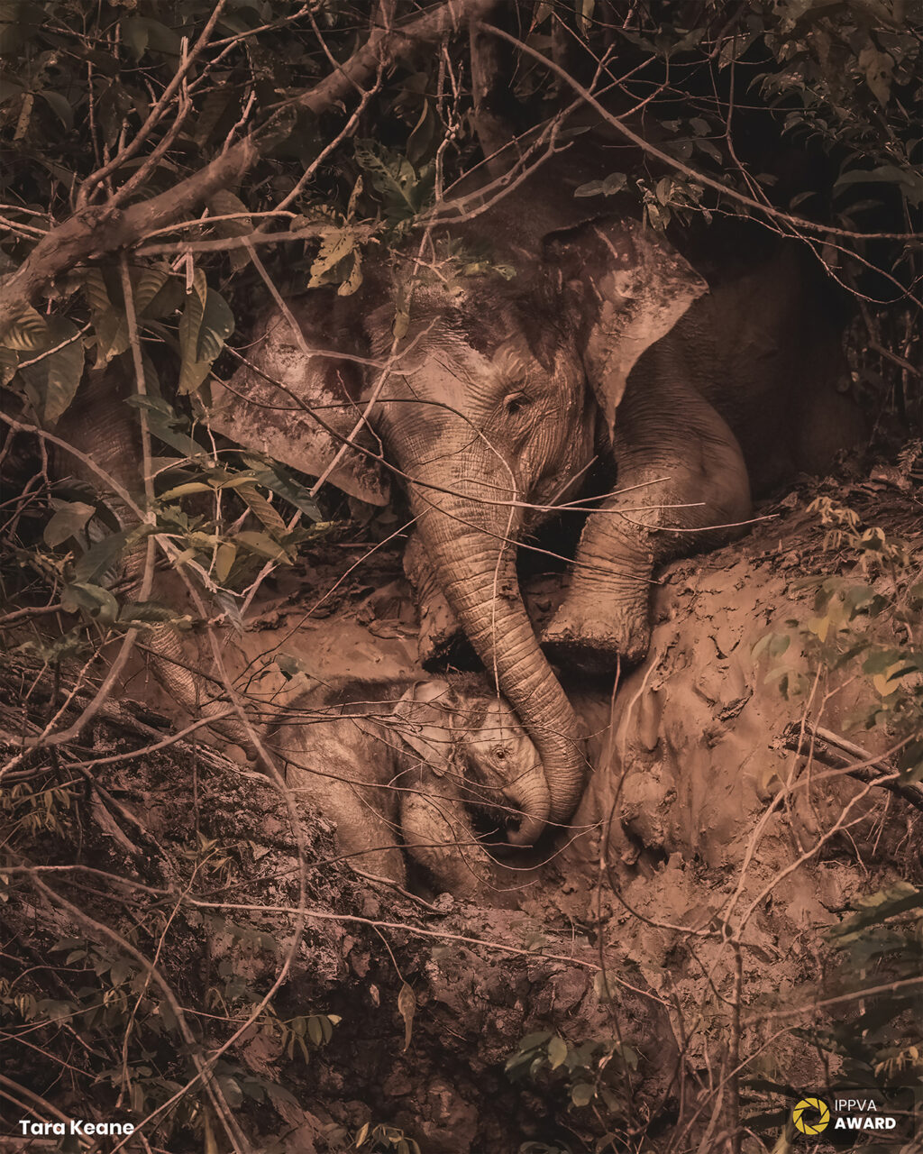 Tara Keane IPPVA Gold Award Winning Photographer Wildlife PHotography Ireland 