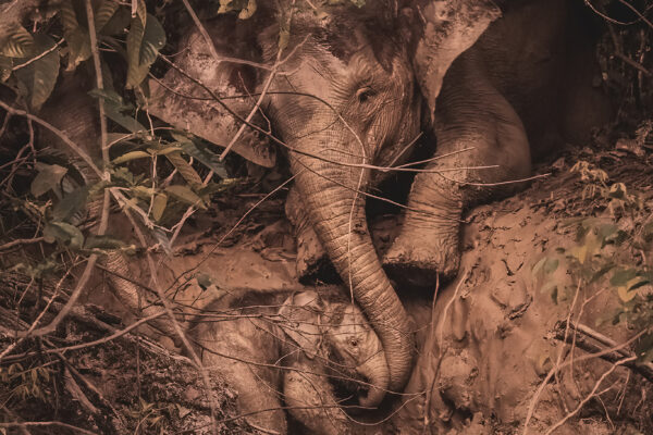 Tara Keane IPPVA Gold Award Winning Photographer Wildlife PHotography Ireland