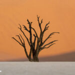 Tanya crosbie dublin photographer landscape award image. a tree in the Sahara.