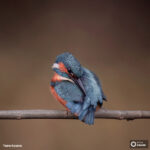 wildlife photograph of a bird in dublin by tara kean photography